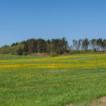 sommer